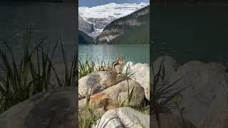Nice view with burunduk🥰#clean #water #views #nice #alberta #britishcolumbia #canada
