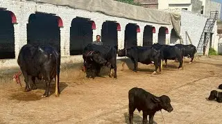 5 سجری سوئی چوٹیاں برائے فروخت 31 جنوری 2026 ساروکی گجرات[4688747-0342]