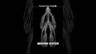 You Know These Things?😲 | Turtle | Human Nervous System | #shorts #ytshorts #facts #factopratik