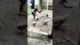 pecinta binatang