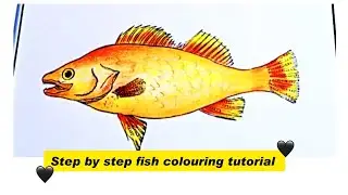 STEP BY STEP FISH COLOURING TUTORIAL WITH COMPLETE GUIDANCE