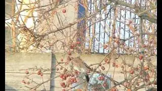 Kramsvogel