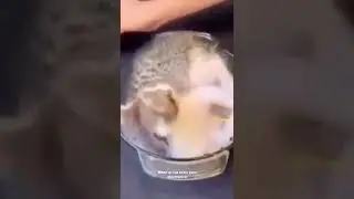 #cat #catlovers #no_cat_where_harmed😅 #just_for_fun