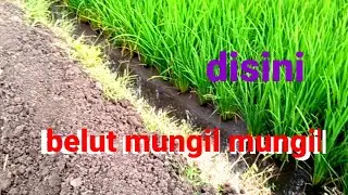 SEPANJANG PARIT BELUT SANGAT RAKUS TAPI YG KENA MUNGIL MUNGIL