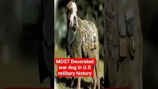 SGT Stubby: Story of the most decorated war dog in U.S military history #wwiireenactors #fww #usarmy