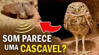 Filhotes de CORUJA-BURAQUEIRA IMITAM CASCAVEL? Ornitólogo Responde 53