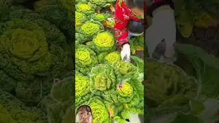 cảnh thu hoạch cải b&ecirc;n Trung Quốc Kh&aacute; l&agrave; đẹp mắt