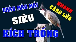 chao mao mai C&Aacute;CH K&Iacute;CH LỬA CH&Agrave;O M&Agrave;O SỔ BỌNG H&Oacute;T CH&Eacute; #ch&agrave;om&agrave;oh&oacute;t#Shorts