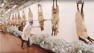 Harvesting Wool  - Wool Processing Mill Modern Sheep | Amazing Sheep Factory