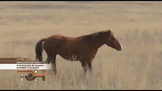 Очередная вспышка анемии лошадей