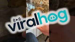 Baby Squirrel Gets Some Scratches || ViralHog