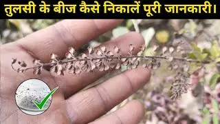तुलसी के बीज कैसे निकालें | Tulsi ke beej kaise nikale |How to collect basil seeds |