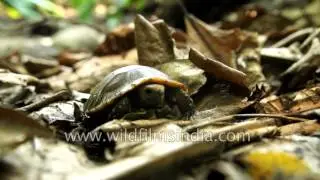 Travancore tortoise and Red crowned roofed turtle