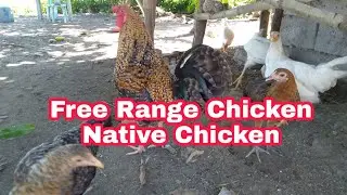 Native Chicken | Free Range Chicken | Backyard Farming | Buhay Probinsya : Quarantine Hobbies