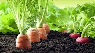 Maximize Your Harvest with Companion Planting, 10 Perfect Pairings for a Thriving Garden