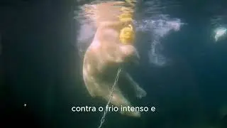 ISSO EXISTE E NINGU&Eacute;M TE CONTOU SOBRE OS URSOS POLARES
