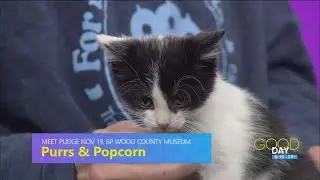 Meet celebrity guest Pudge, other cute kitties and a movie to benefit TNR mission in Wood County