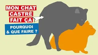 Mon chat castré chevauche un autre chat !