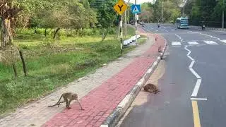Wild monkey zone - wild feeding animal #nature #animal #eating #food #eatingshow #viral #vlog