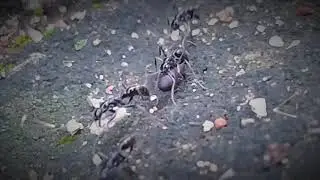 Ant Army moving on my Roof