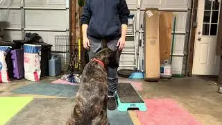 Sigyn shake and heel with no treats in hand