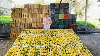 Huerta de Peras | Fruta de temporada cerca de la montaña | Más de 11 mil 363 toneladas