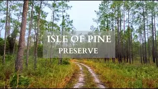 Isle of Pine Preserve | Orlando, FL - Rainy Day Hiking