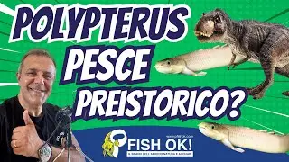 🦖 The PREHISTORIC FISH you can keep at home! 🦖 | Polypterus Senegalus