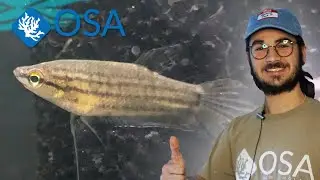 Incredible Croaking Gourami at OSA!