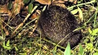 A shy baby hedgehog (HD) (cute)