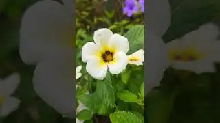 White Buttercup 🌼|| Turnera Subalata ||           #buttercup #flowers #garden #nature #peace #shorts