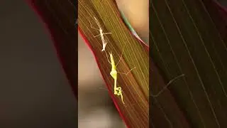 Praying mantis shedding skin #shorts #exoskeleton #mantis  #prayingmantis #animals #animal #nature