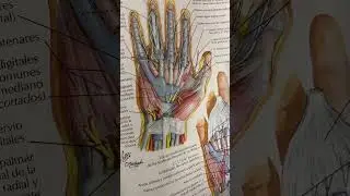 Tienes las manos heladas siempre ? #salud #manos #frias #cuidado #ejercicio #soluciones