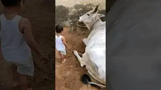 short#cow#vairal chiladcow video #cow chilad masti vairal video #cow chilad vairal