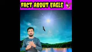 Fact about Eagle 🦅🦅#eagle #facts #factshorts #factsinhindi #factsinurdu #shortfacts #nolej