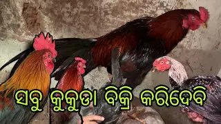 ସବୁ କୁକୁଡା ବିକ୍ରି କରିଦେବି 🥲 all cock for sale in odisha with home delivery available 🚚