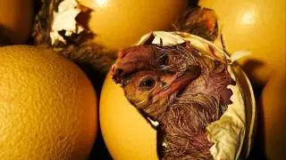 DeEvolution.wmv