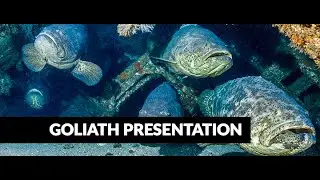 Big Fish Story, Goliath Groupers FB Live