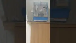 Imperecherea perusilor