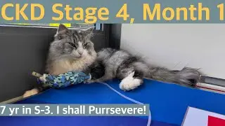 CKD stage 4, Month 1