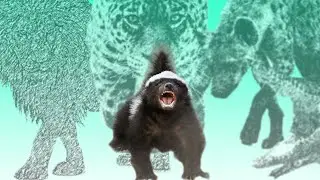 Honey Badger Terlalu Tangguh! Cuma 4 Hewan Ini yang Mampu Menaklukkannya