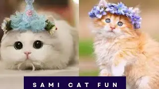 My White Angel // Sami Cat Fun// #funcat #funnycats #catlover