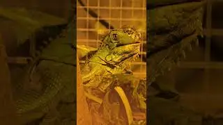 Its munch time #animals #zooanimals #education #zoo #reptiles