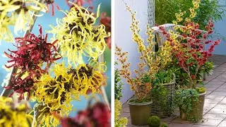How to Plant Hamamelis (Witch Hazel): Winter/Spring Guide