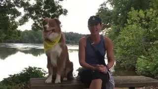 KeenDog Client Spotlight: AnneMarie & Red Tri Australian Shepherd Pacer