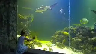 fisharium@Quant-Star