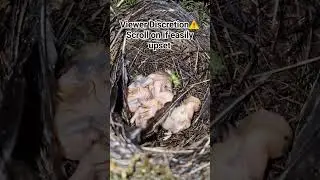 Its dangerous being a nesting bird #birds #nesting #nature #nest