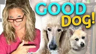 HOW to get GOOD DOG behavior DURING DOG GROOMING
