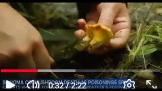 010826 DEADLY MUSHROOMS  11PM