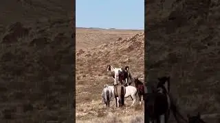 Wild horses #horse #animals #nature #wildlife #caballos #free #country #stallion